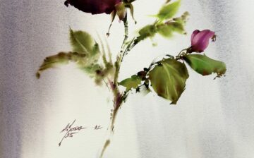 گل رز (۵)